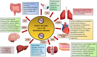 Single Virus Targeting Multiple Organs: What We Know and Where We Are Heading?